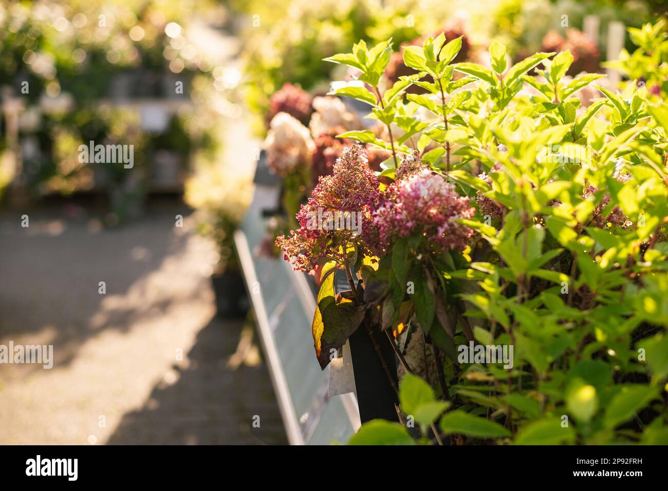 Hortensien-Blumen in einem Gartencenter verkauft Stockfoto