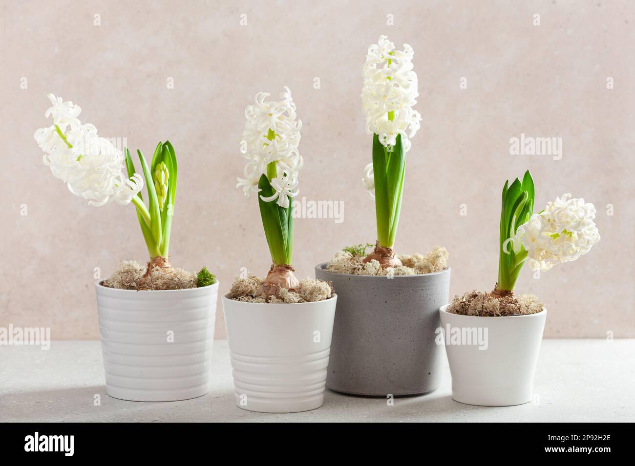 Weiße Hyazinth traditionelle winterweihnachts- oder Frühlingsblume Stockfoto