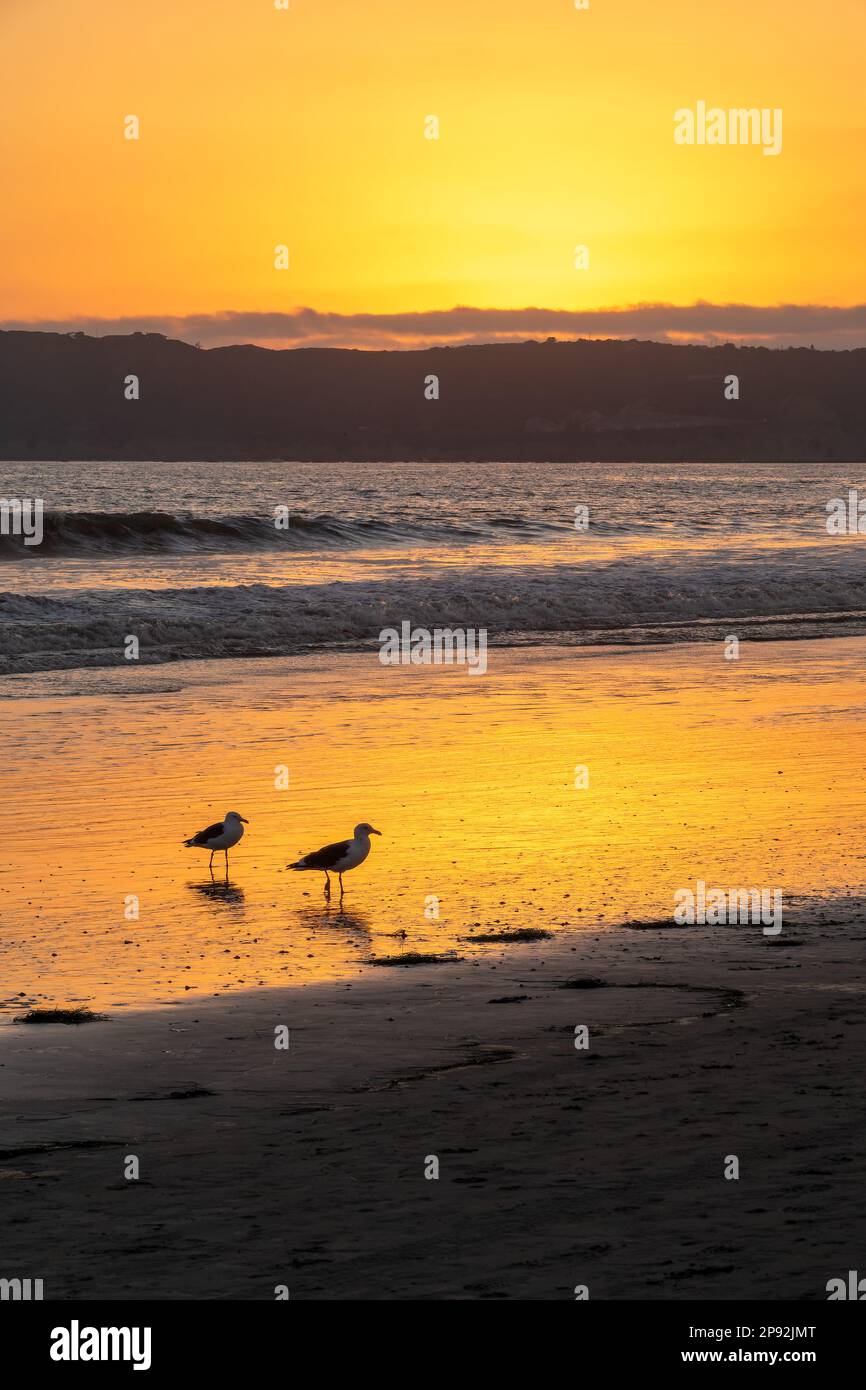 Möwen bei Sonnenuntergang am Coronado Beach, San Diego, Kalifornien Stockfoto