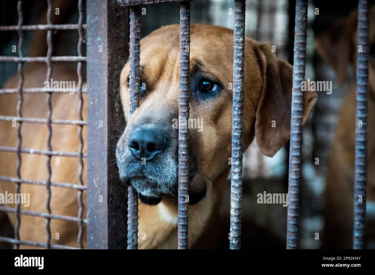 Asan, Südkorea. 08. März 2023. Ein Hund schaut aus einem Käfig auf einer Hundefleischfarm in Asan, Südkorea, am Dienstag, den 7. März 2023. Die Farm schließt, da der Handel mit Hundefleisch unter den sich ändernden sozialen Einstellungen und gesundheitlichen Bedenken weiter schrumpft. Foto: Thomas Maresca/UPI Credit: UPI/Alamy Live News Stockfoto