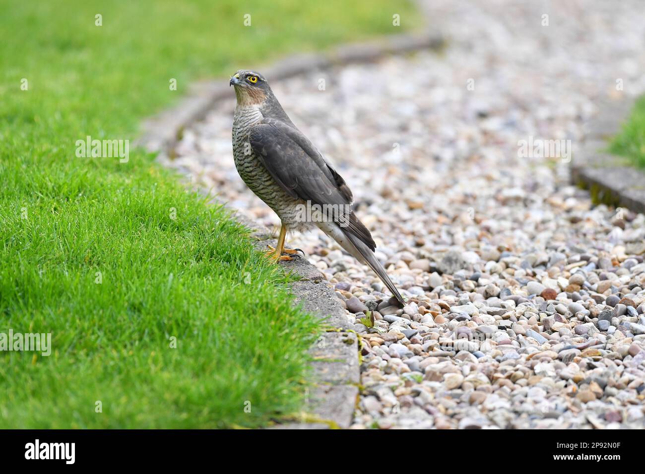 ALEX HANNAM FOTOGRAFIE Alamy Live News Ein Spatz Hawk in einem Garten in Leicestershire Stockfoto