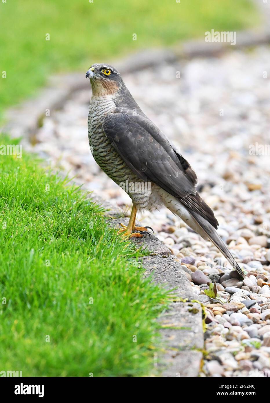 ALEX HANNAM FOTOGRAFIE Alamy Live News Ein Spatz Hawk in einem Garten in Leicestershire Stockfoto