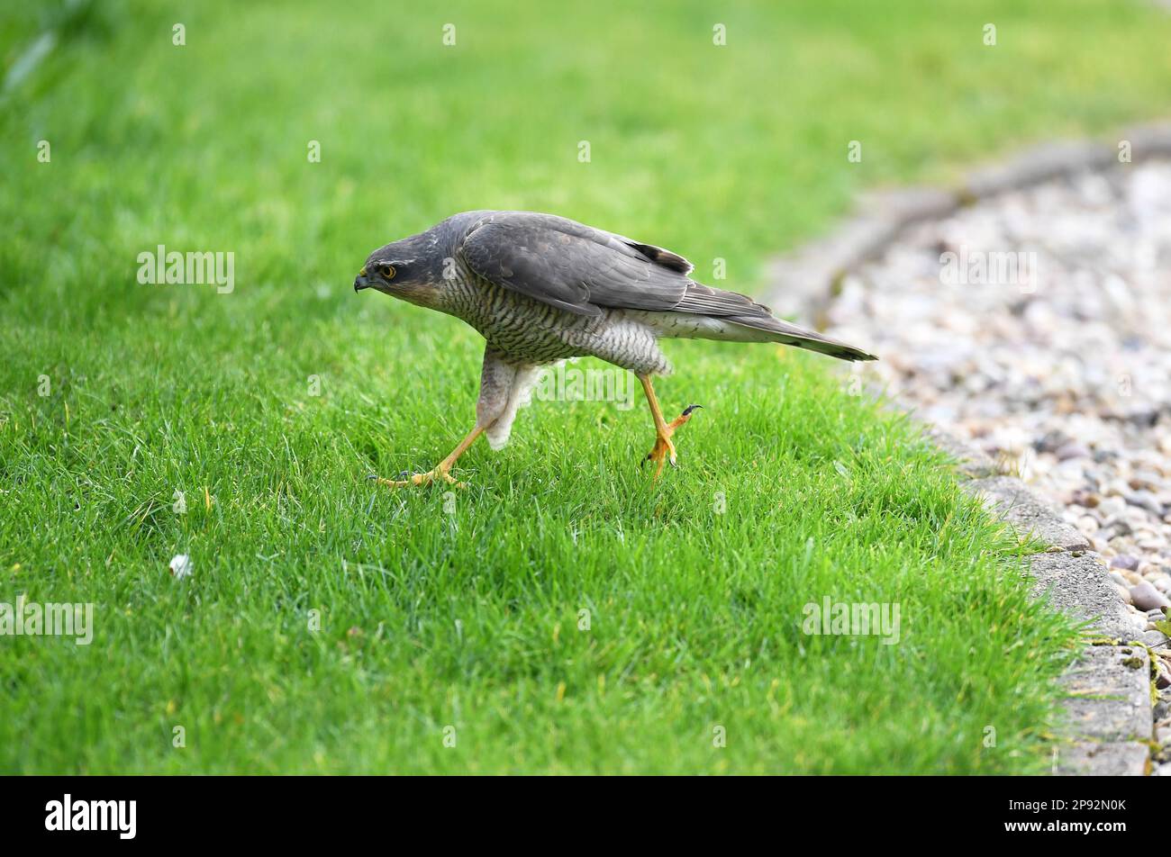ALEX HANNAM FOTOGRAFIE Alamy Live News Ein Spatz Hawk in einem Garten in Leicestershire Stockfoto