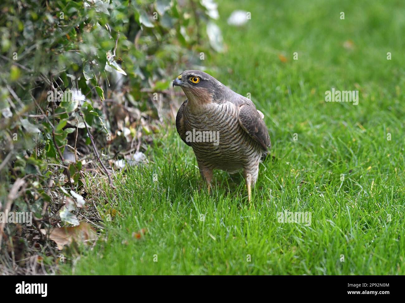 ALEX HANNAM FOTOGRAFIE Alamy Live News Ein Spatz Hawk in einem Garten in Leicestershire Stockfoto