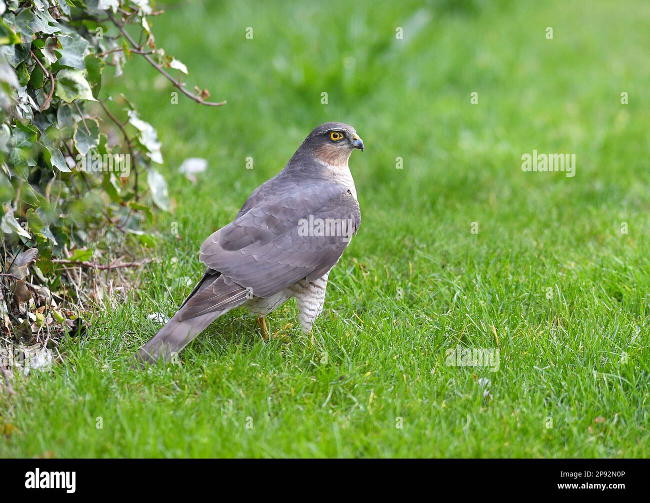 ALEX HANNAM FOTOGRAFIE Alamy Live News Ein Spatz Hawk in einem Garten in Leicestershire Stockfoto
