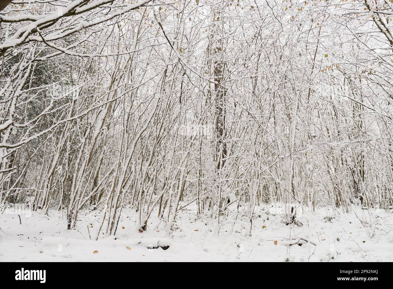 Wälder, vorwiegend Aschebäume, Fraxinus excelsior, auf einer Seite des Stamms durch starken Schneefall bedeckt Stockfoto