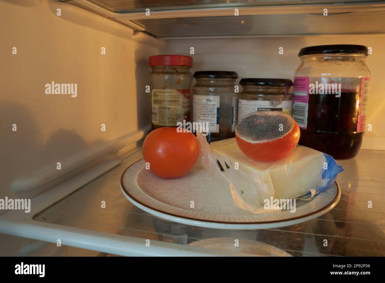 Vergessene Lebensmittel, Tomaten auf einem Teller im Kühlschrank beginnt zu verfallen, nachdem sie von einem Nadelschimmel infiziert wurden, wahrscheinlich Penicillin-Bazillen, viele reife Sporen Stockfoto