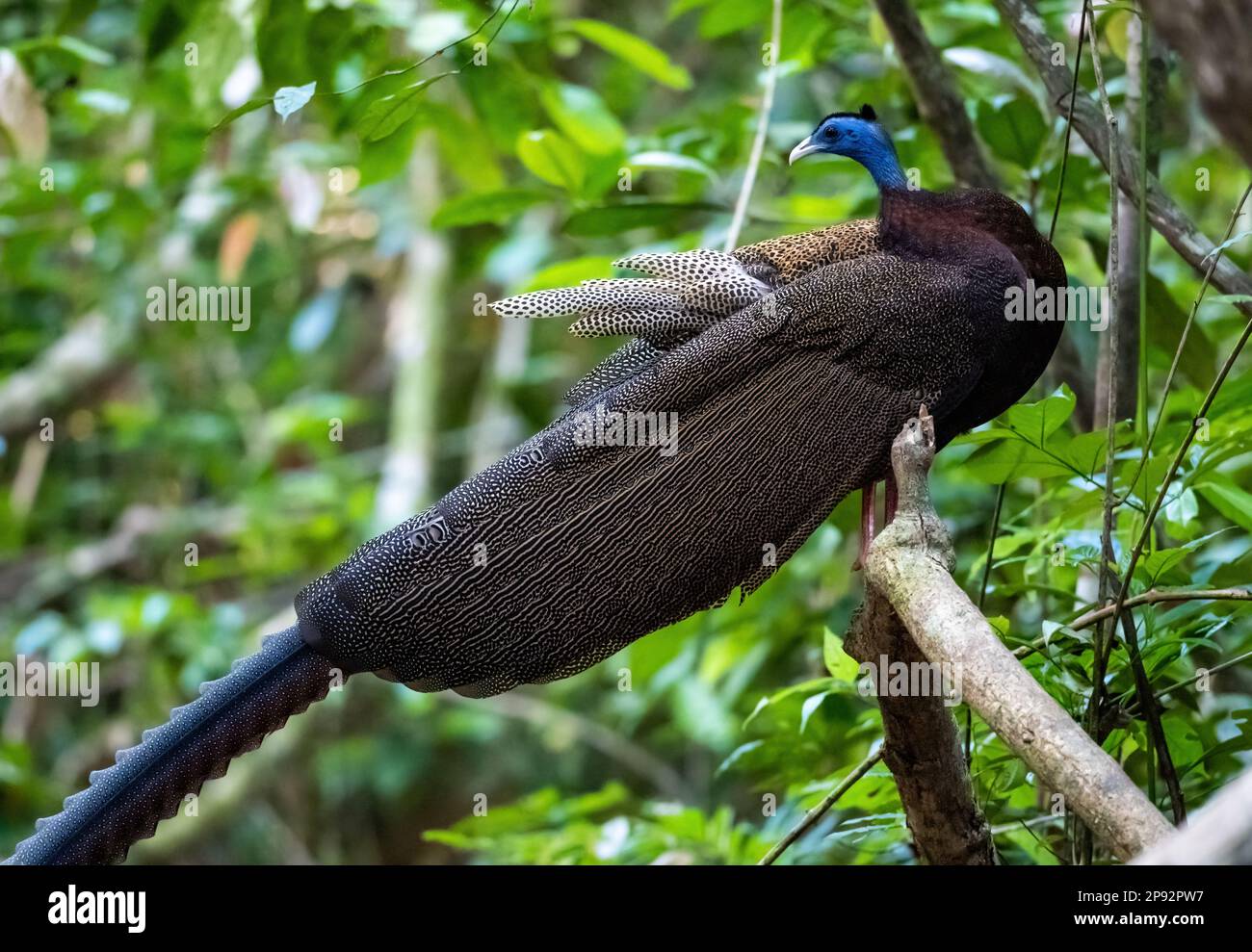 Ein männlicher großer Argus (Argusianus argus), der auf einem Ast im Tropenwald steht. Thailand. Stockfoto