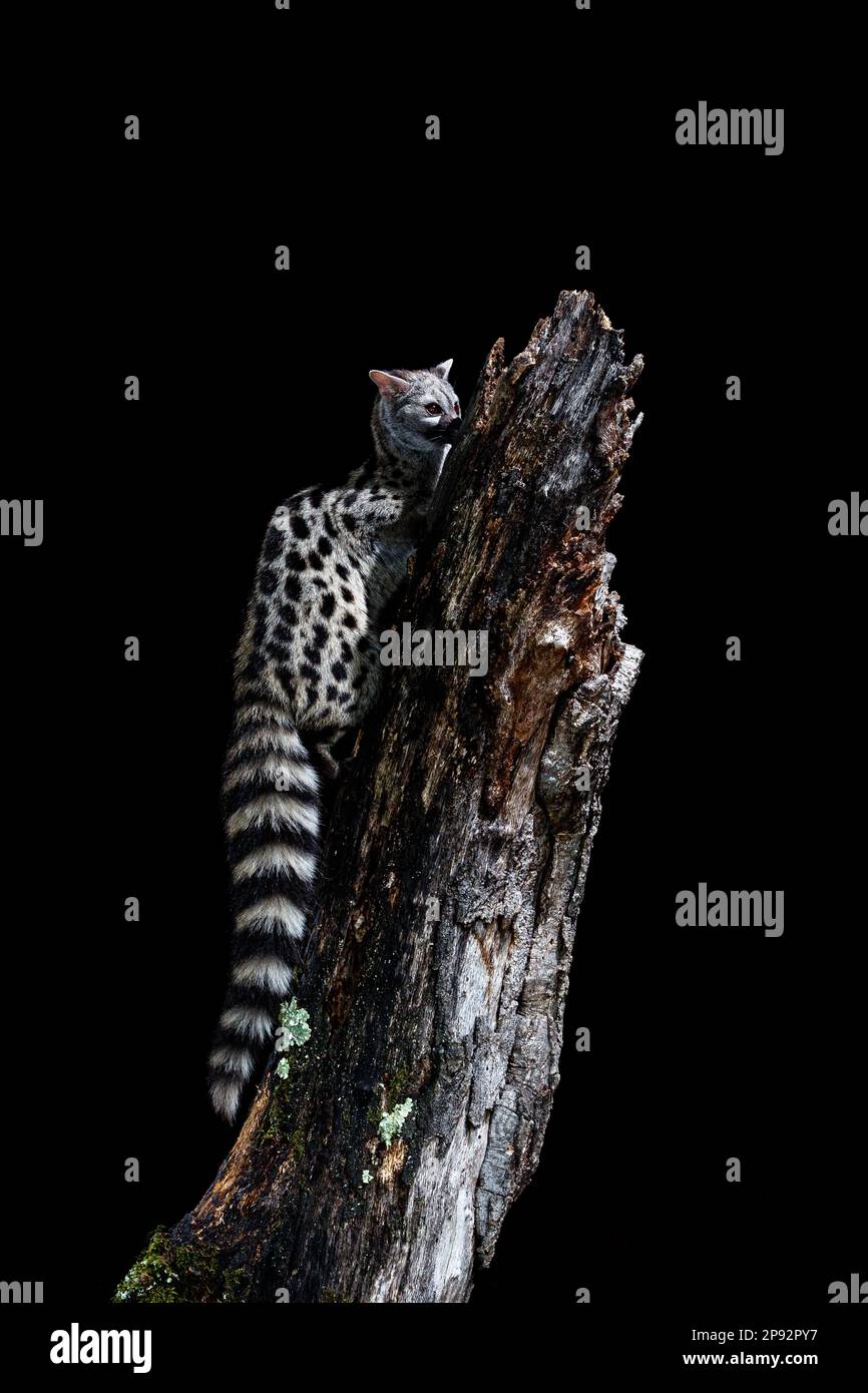 comuna Fotos und Bildmaterial in hoher Auflösung Alamy