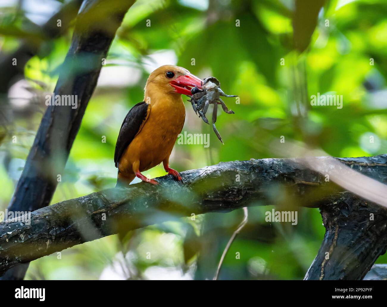 Ein brauner Kingfisher (Pelargopsis amauroptera), der in Mangrovenwäldern eine Krabbe ausbeutet. Thailand. Stockfoto