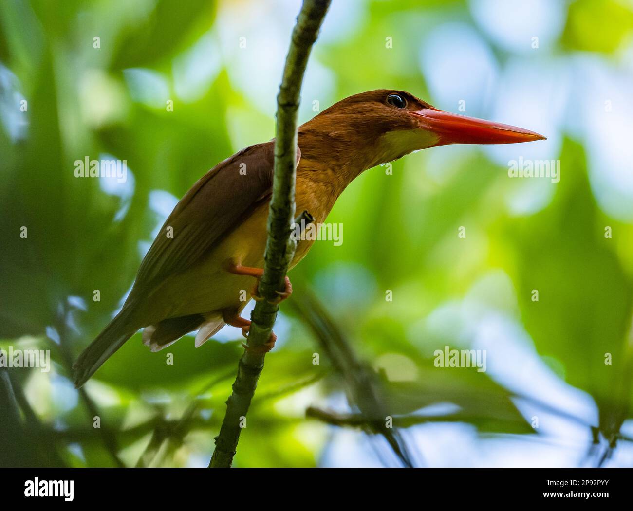 Ein Ruddy Kingfisher (Halcyon coromanda), der auf einem Ast sitzt. Thailand. Stockfoto