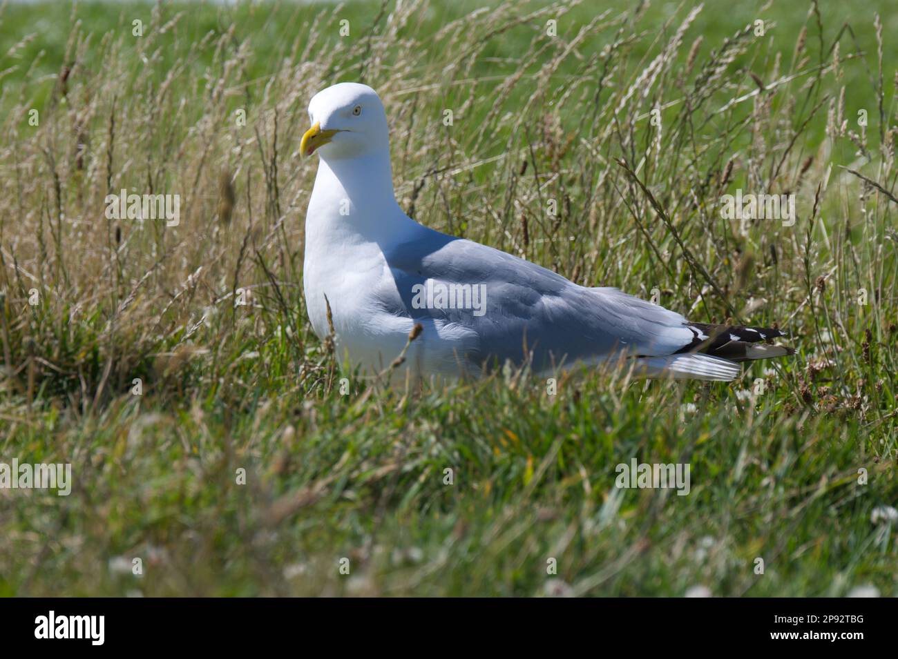 Heringsmöwe im Gras, Larus argentatus, Blick auf die Kamera UK Juli Stockfoto