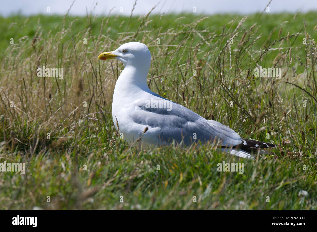 Heringsmöwe, Larus argentatus, auf der Grasseite auf Sicht UK Juli Stockfoto