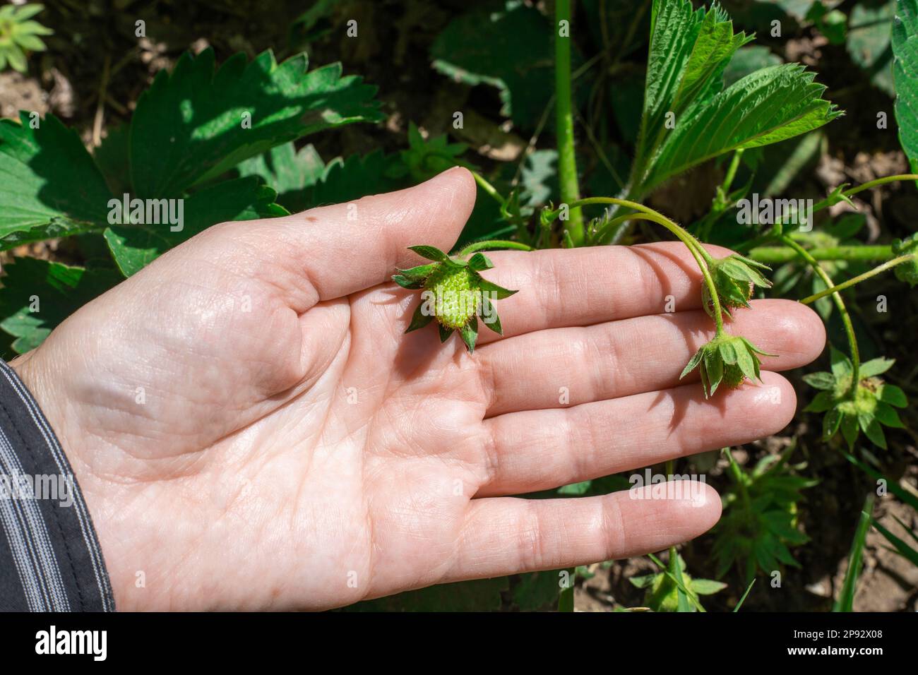 Grüne Erdbeeren in der Hand des Gärtners, die Büsche auf dem Bett kontrollieren. Erdbeeren anbauen. Stockfoto