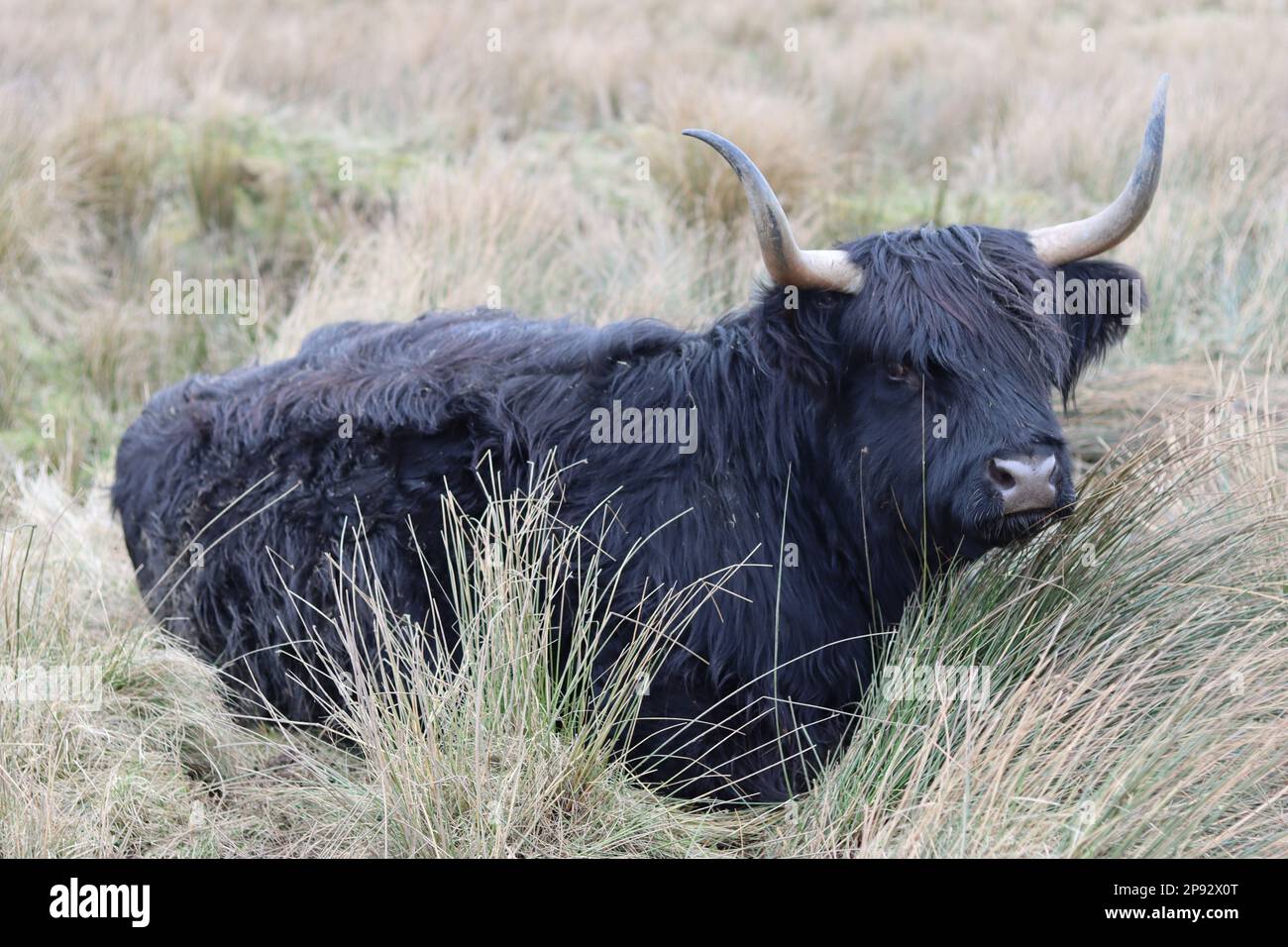 Schwarze Hochlandkuh mit riesigen Hörnern, die friedlich auf einem Feld sitzen Stockfoto