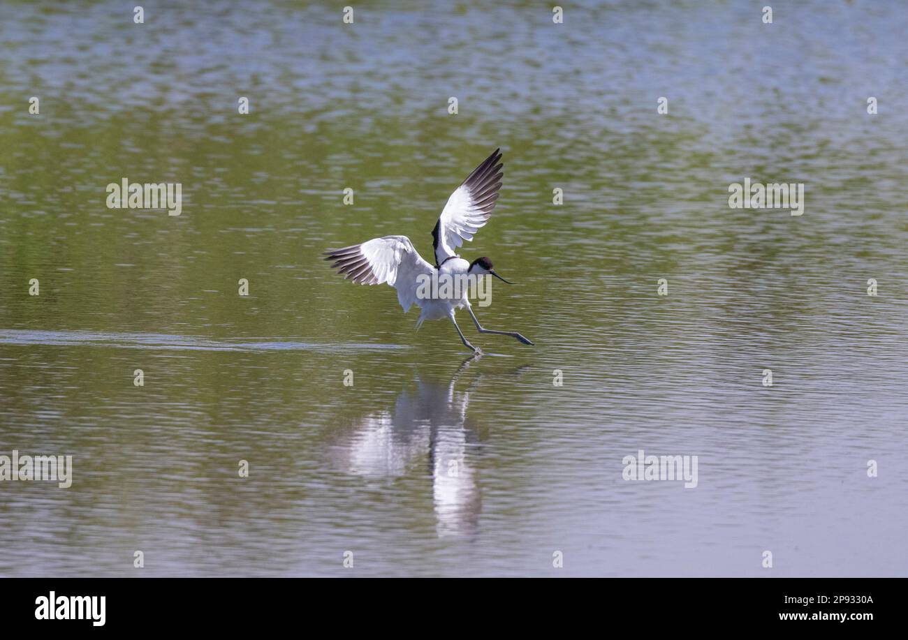 Eine Rattenavocet landet auf dem Wasser Stockfoto