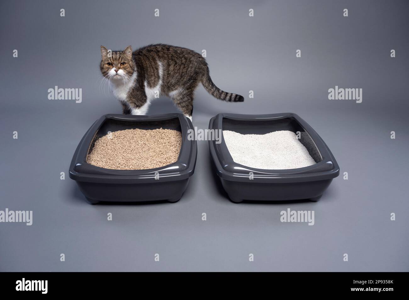 Tabby-Katze, die hinter zwei Katzenstaukisten mit Ton und organischem Katzenstreu steht. Konzeptbild für den direkten Vergleich von abbaubarem und nicht abbaubarem Abfall. Stockfoto