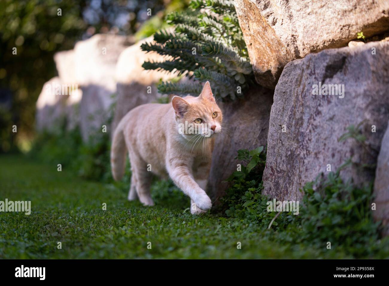 Katze auf der Jagd. Ingwerkatze, die auf einem natürlichen Felsgemälde im Freien spaziert und sich auf einen sonnigen Tag konzentriert Stockfoto