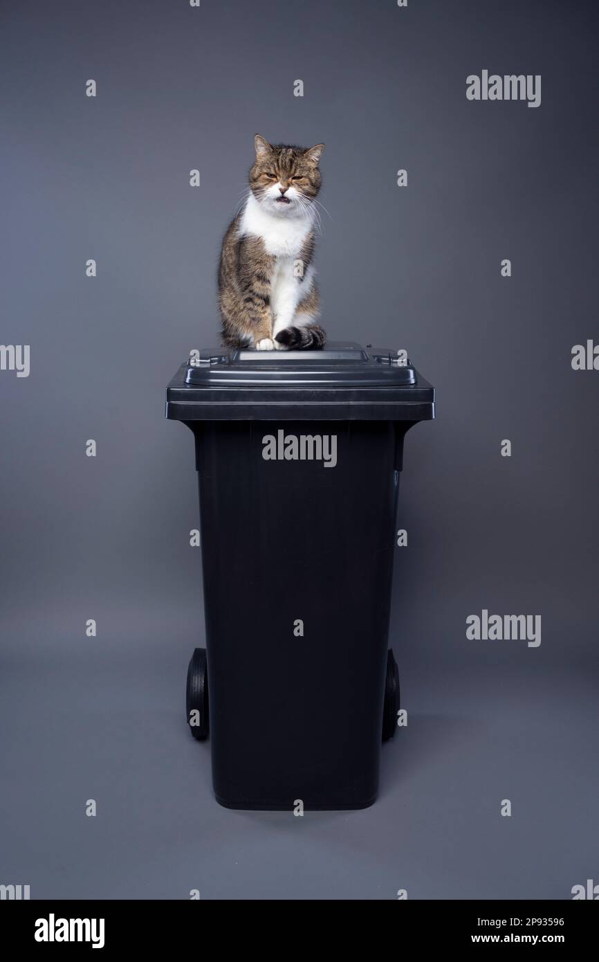 Katze, die auf dem Müllcontainer sitzt, mit Restmüll, die ein wütendes Gesicht macht. Konzeptbild zur Umweltbelastung durch Katzenstreu Stockfoto