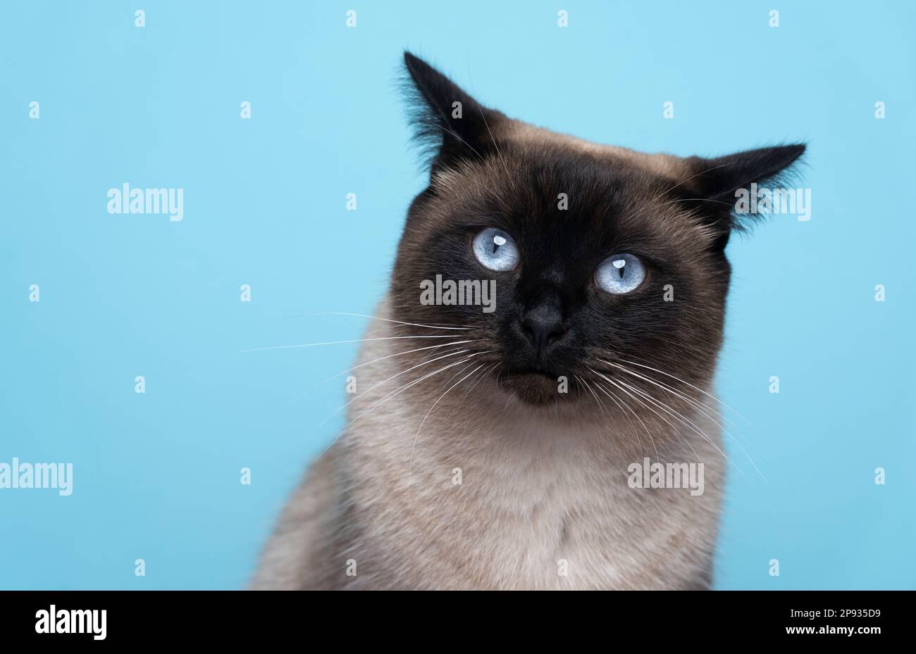 siamesische Katze mit blauen Augen, die auf die Kamera blickt, klappbare Ohren auf blauem Hintergrund mit Kopierraum Stockfoto