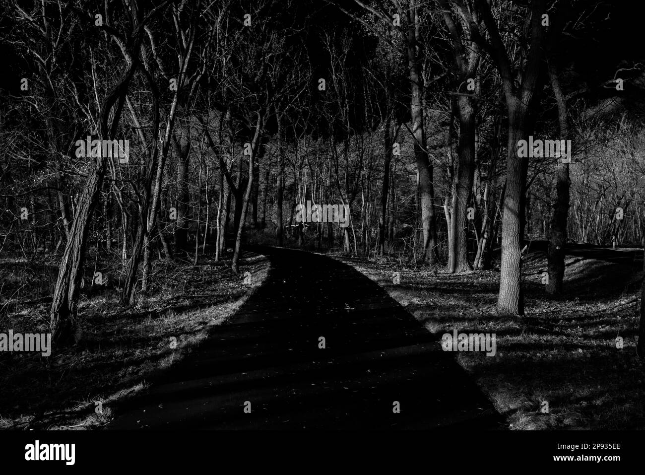 Radweg in einem Wald mit viel Licht und Schatten, Schwarz-Weiß-Fotografie Stockfoto