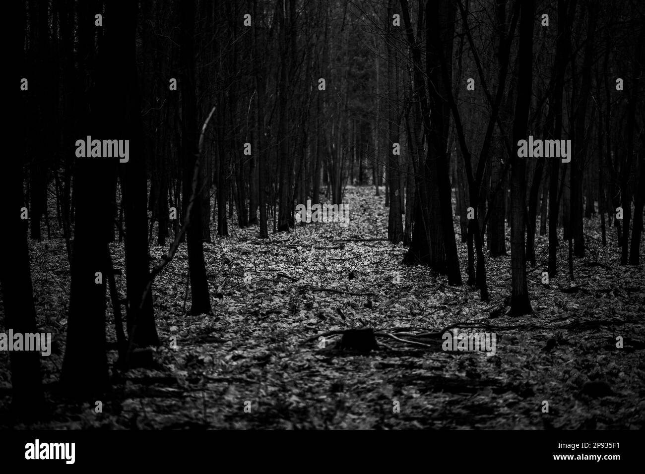 Kleiner schmaler Waldweg in einem jungen Eichenwald, mystische dunkle Stimmung, extrem flache Schärfentiefe, Schwarzweißfotografie Stockfoto