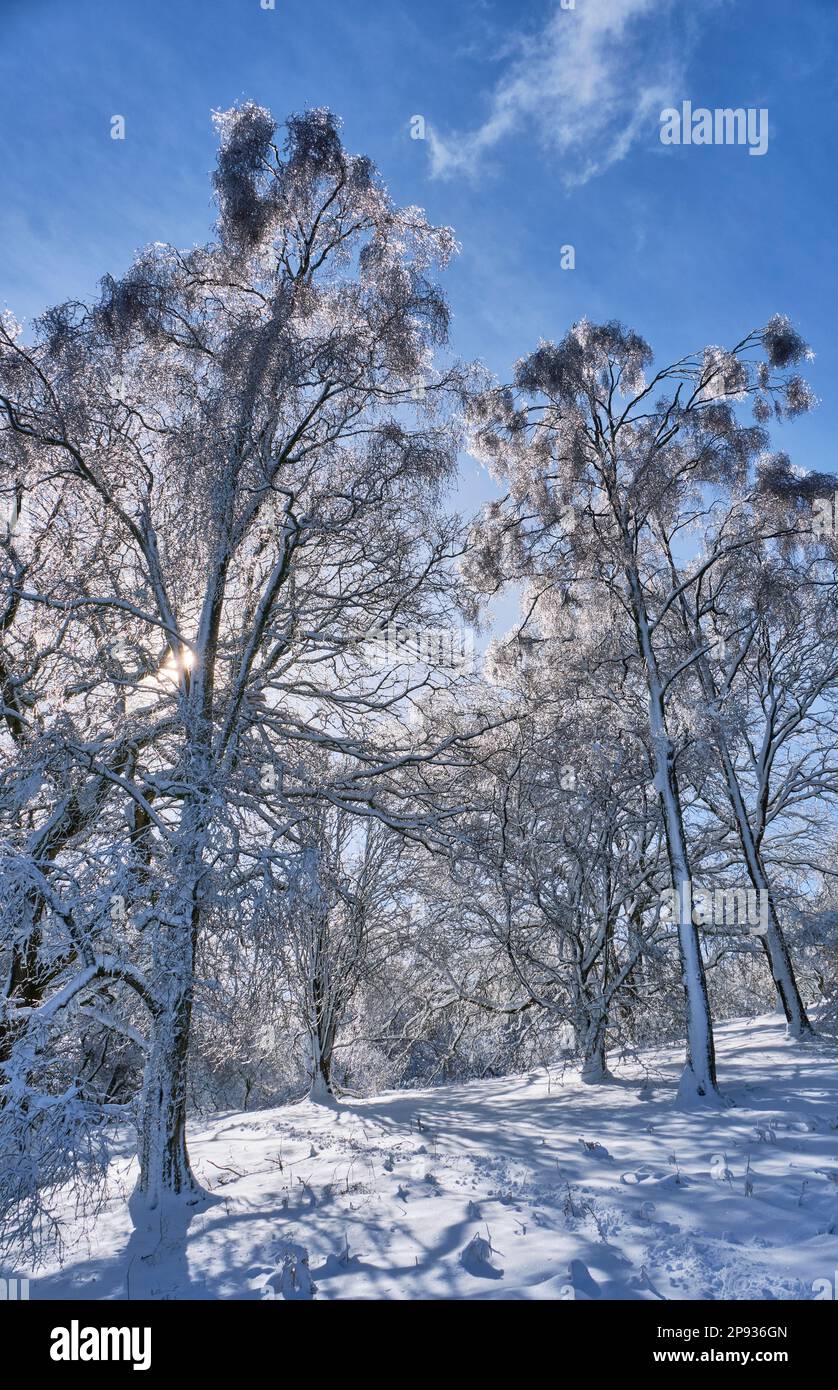 Schneebedeckte Äste und Stämme auf Ragleth Hill, Church Stretton, Shropshire Stockfoto