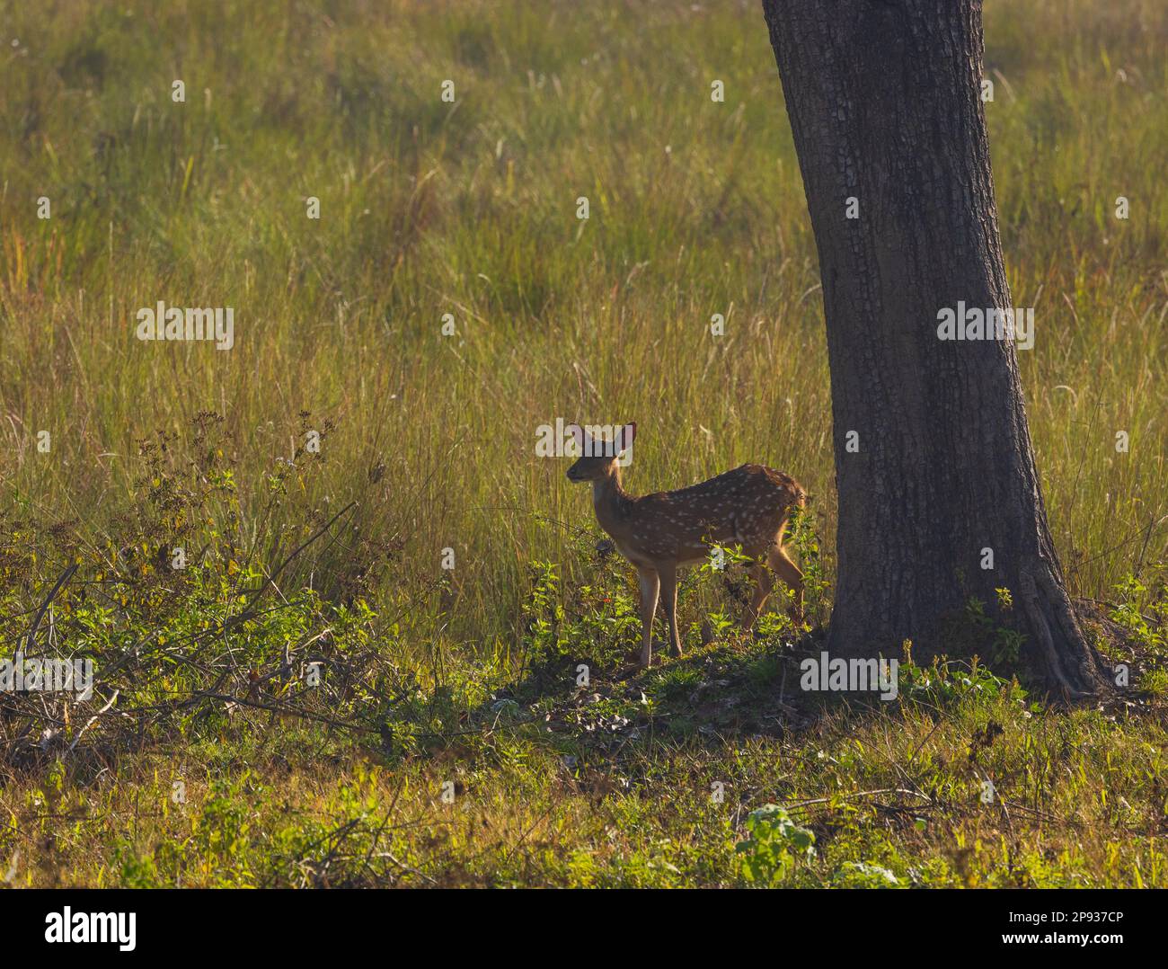 Ein gepunktetes Hirsch fotografiert im Nagarhole-Nationalpark (Indien) Stockfoto