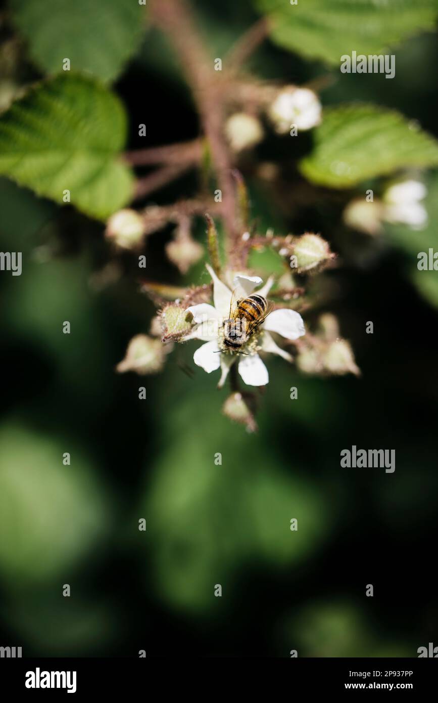 Honigbienen sammeln Nektar auf Brombeerblüte im Sommer in Deutschland Stockfoto