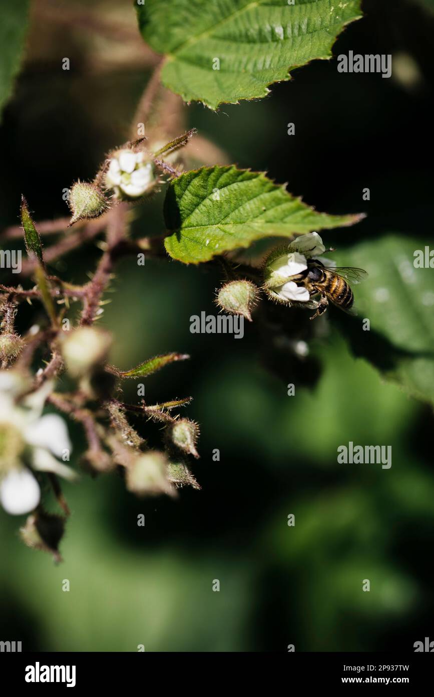 Honigbienen sammeln Nektar auf Brombeerblüte im Sommer in Deutschland Stockfoto