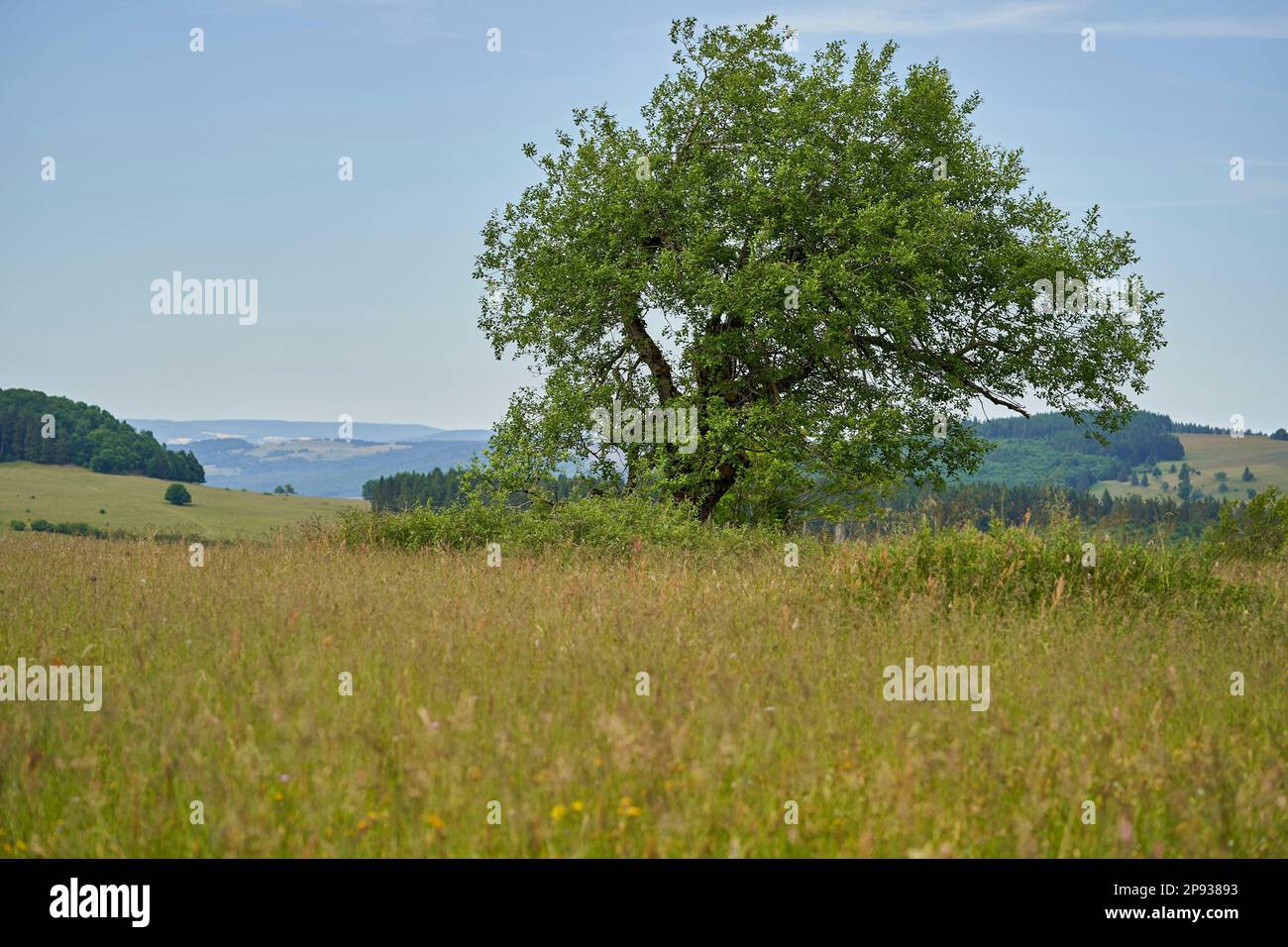 Lange Rhön-Naturschutzgebiet im Kerngebiet des Biosphärenreservats Rhön, Bayerischer Rhön, Bezirk Rhön-Grabfeld, Niederfrankien, Bayern, Deutschland Stockfoto