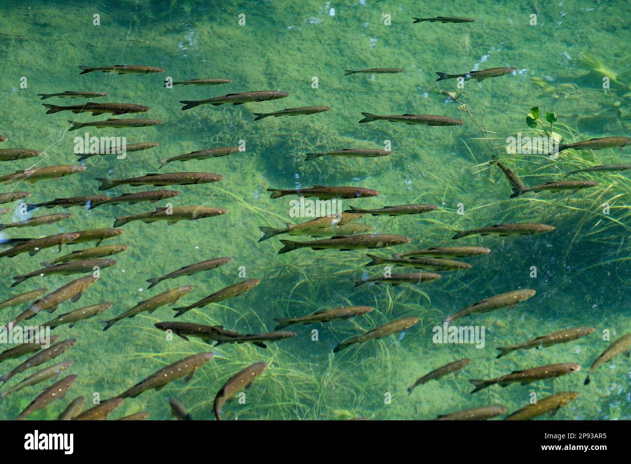 Schule der im See schwimmenden gewöhnlichen Jungfische (Squalius cephalus) im Nationalpark Krka bei Šibenik, im Zentrum von Dalmatien, Šibenik-Knin, Kroatien Stockfoto