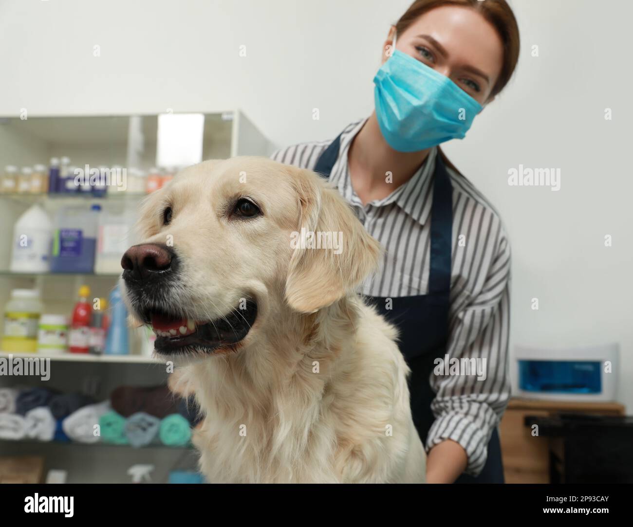 Professioneller Bräutigam mit süßem Hund in einem Schönheitssalon für Haustiere Stockfoto