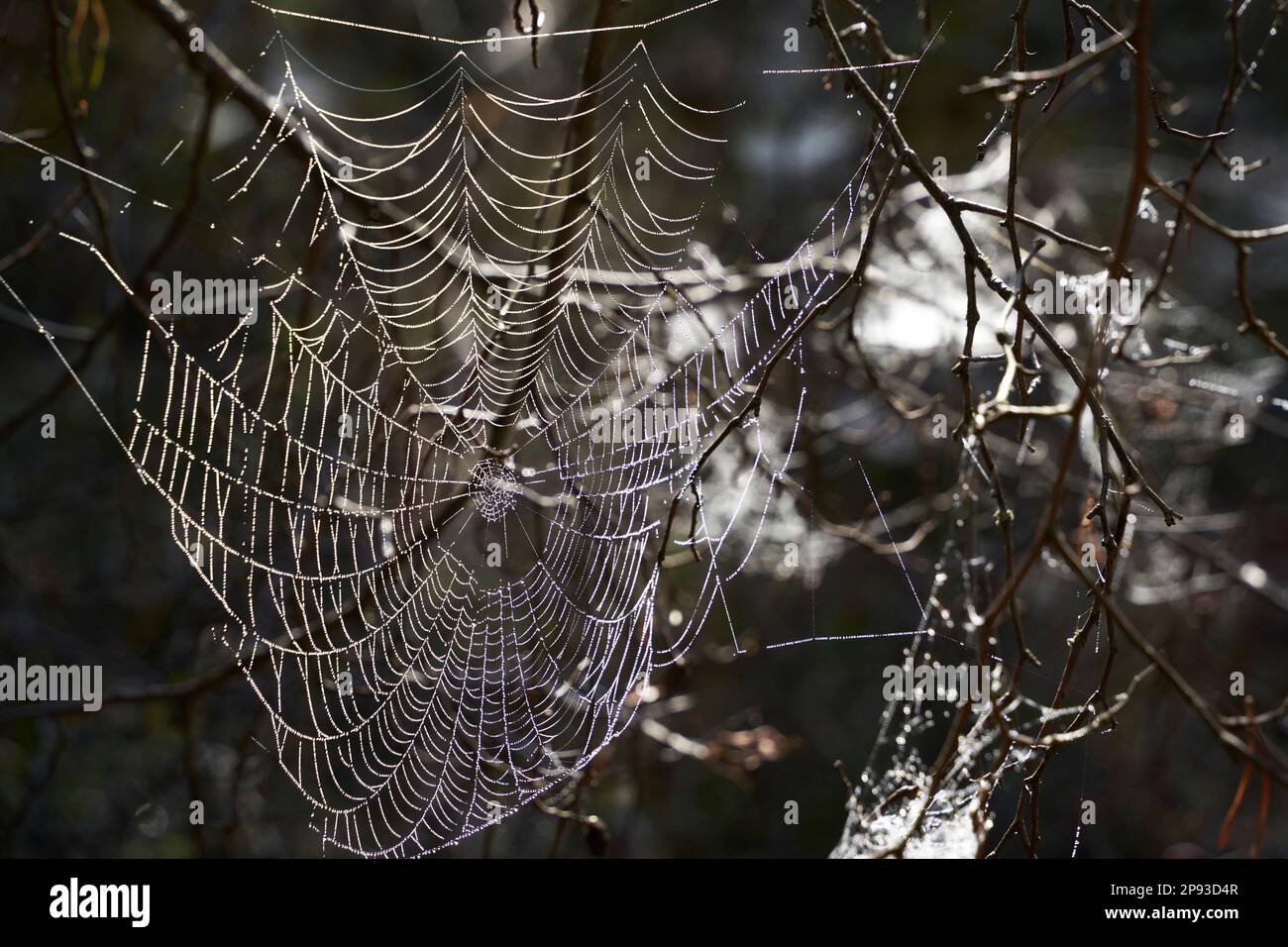 Spinnennetz mit Morgentau im Hinterlicht Stockfoto