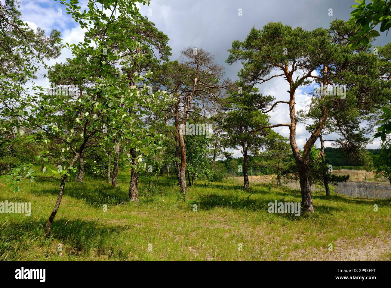 Höhfeldplatte Natur- und Landschaftsschutzgebiet in der Nähe von Thüngersheim, Main-Spessart, Niederfrankien, Bayern, Deutschland Stockfoto