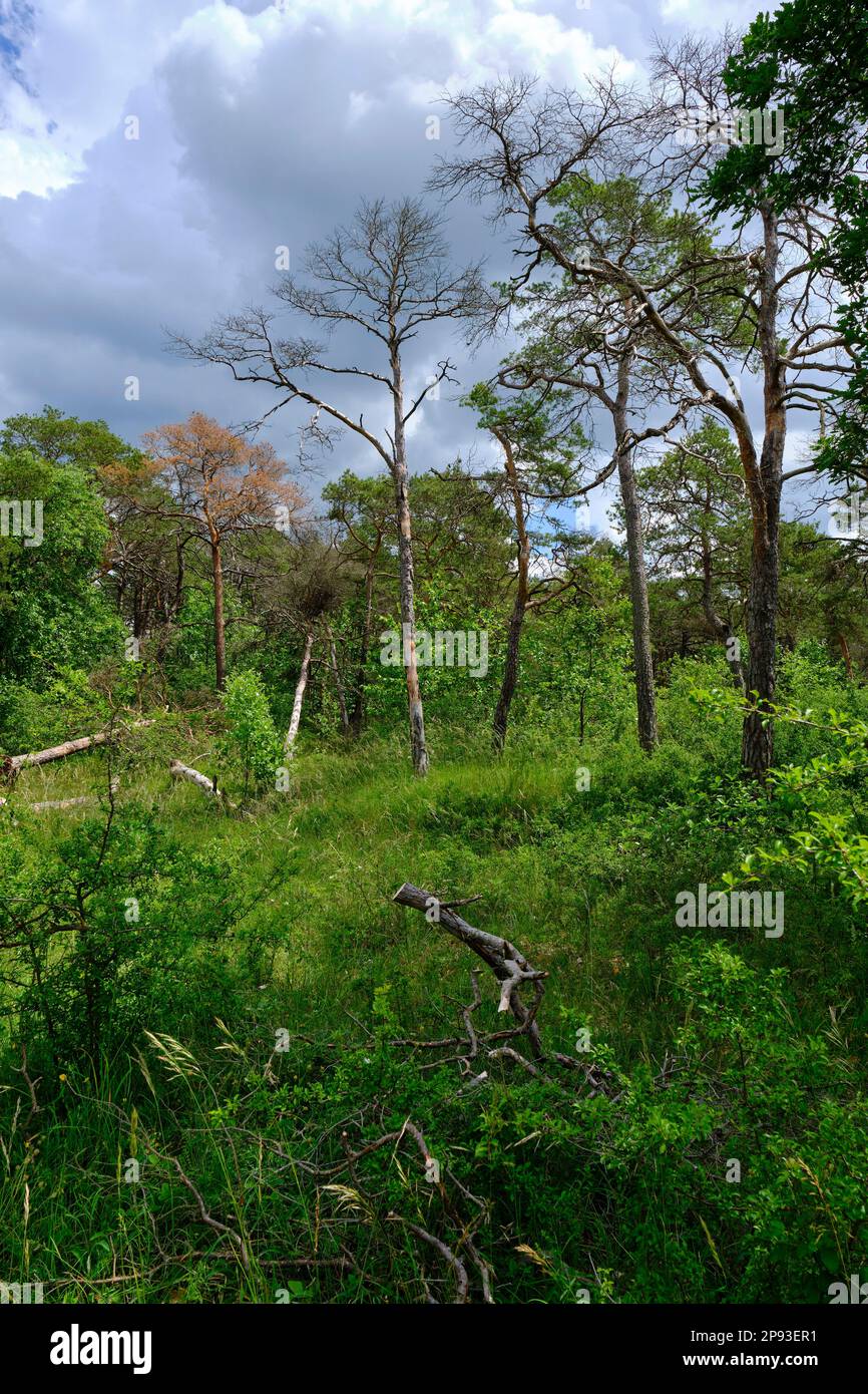 Höhfeldplatte Natur- und Landschaftsschutzgebiet in der Nähe von Thüngersheim, Main-Spessart, Niederfrankien, Bayern, Deutschland Stockfoto