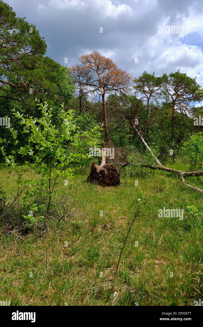 Höhfeldplatte Natur- und Landschaftsschutzgebiet in der Nähe von Thüngersheim, Main-Spessart, Niederfrankien, Bayern, Deutschland Stockfoto