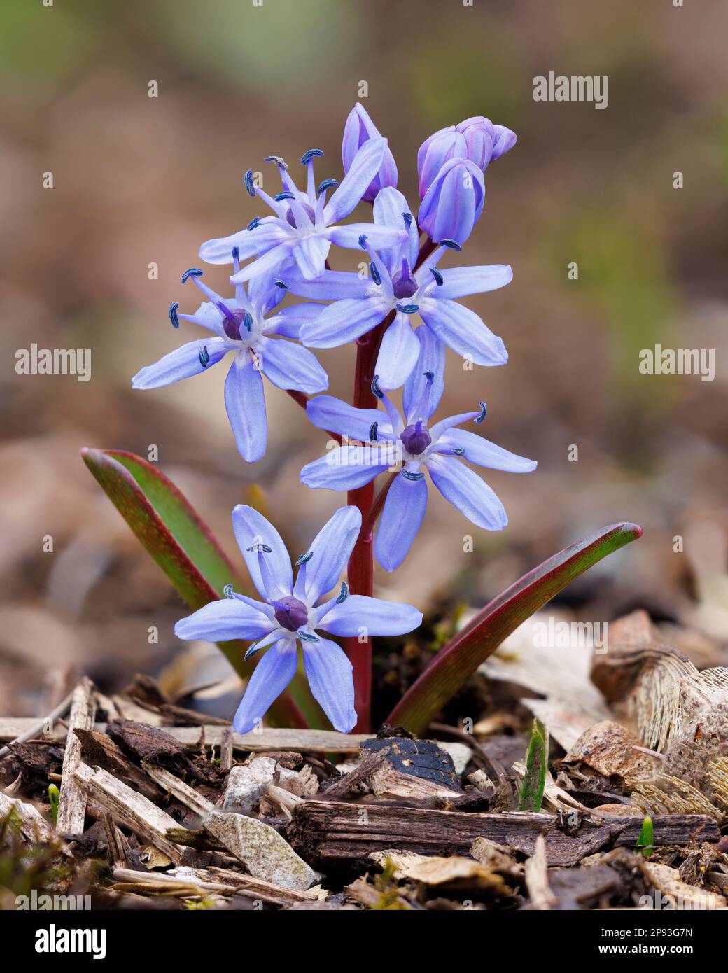 Scilla siberica „Sibirianische Squill“ in den Aberglasney Gardens Stockfoto