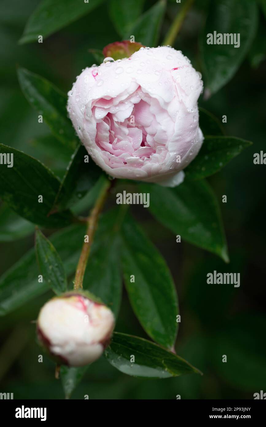 Pfingstrosen nach Sommerregen in Deutschland Stockfoto