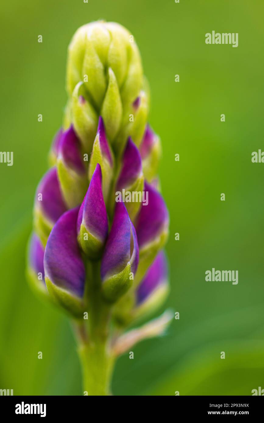 Lupinus-Polyphyllus mit Soft-Focus-Effekt Stockfoto