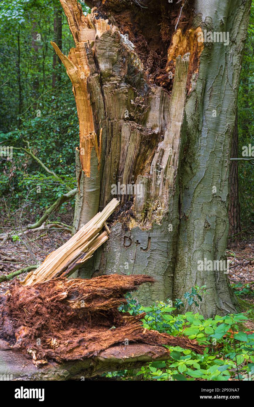 Alter Buchenbaum, geschnitzte Buchstaben D+J, die Geschichte geht zu Ende Stockfoto