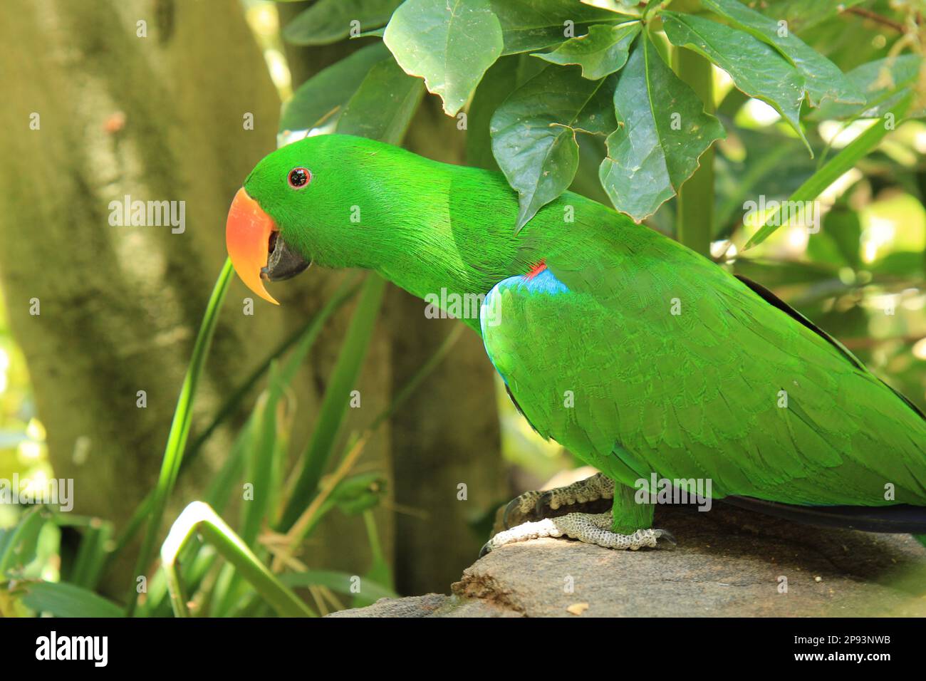 Grüner Amazonas-Papagei Stockfoto