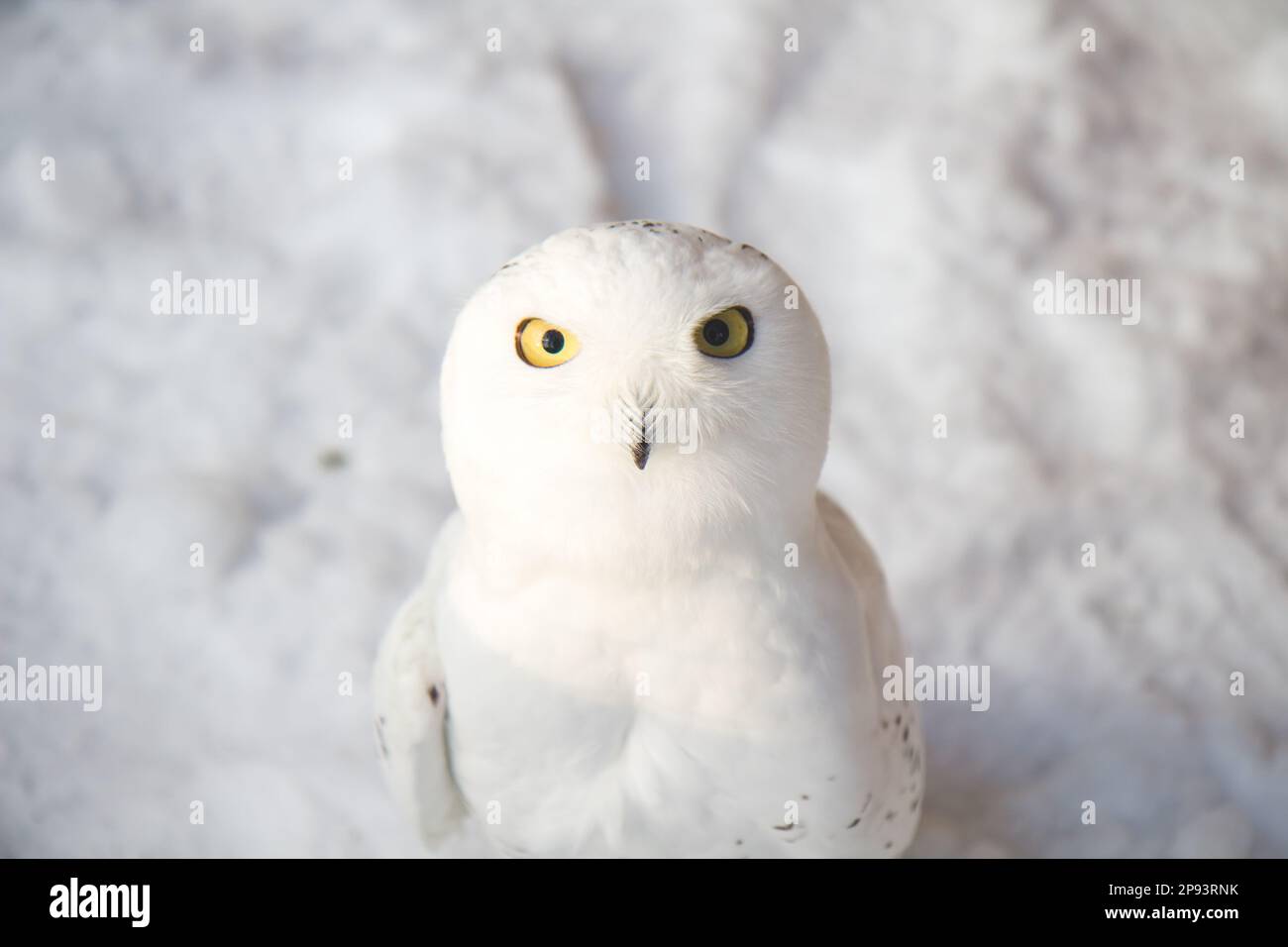 Schneeeule (Nuctea scandiaca) Stockfoto