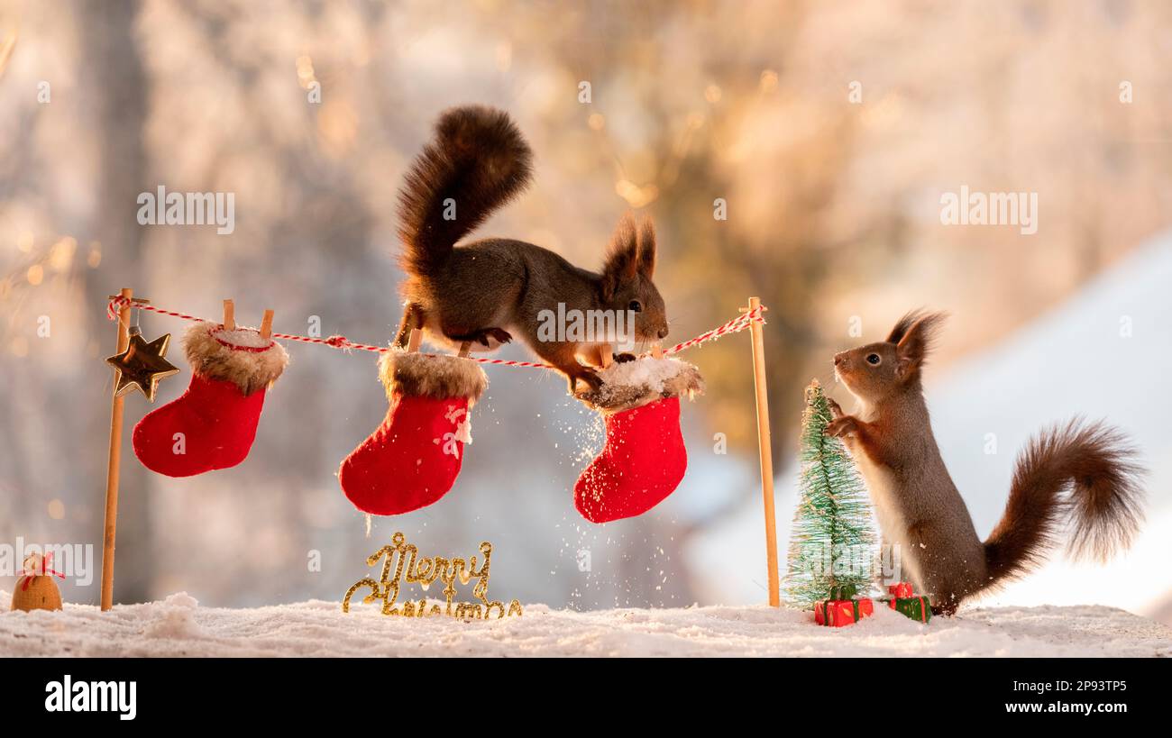 Rote Eichhörnchen mit Geschenksocken und Wäscheleine Stockfoto
