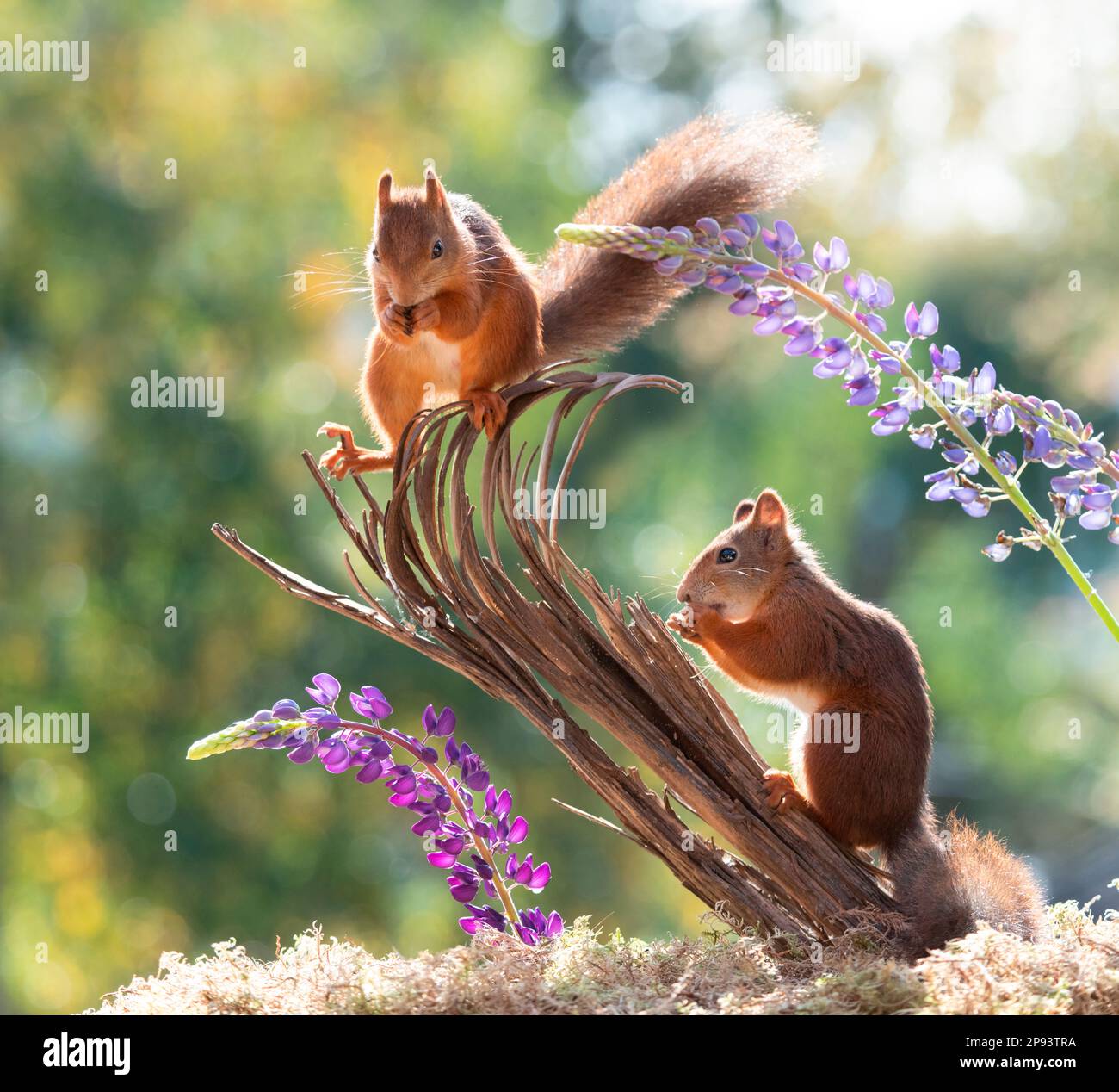 Eichhörnchen sind unter stehend auf einem Baumstamm Stockfoto