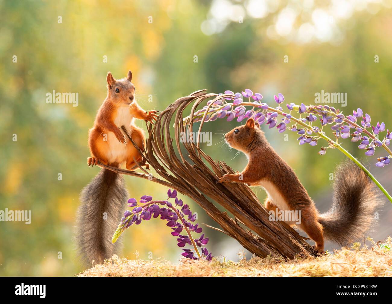 Rote Eichhörnchen stehen unter einem Baumstamm mit Lupinenblumen Stockfoto