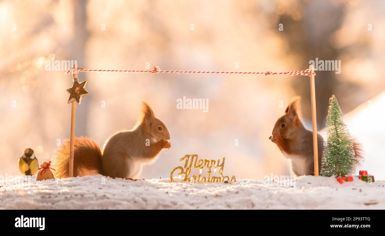 Rote Eichhörnchen im Schnee mit einer Wäscheleine Stockfoto