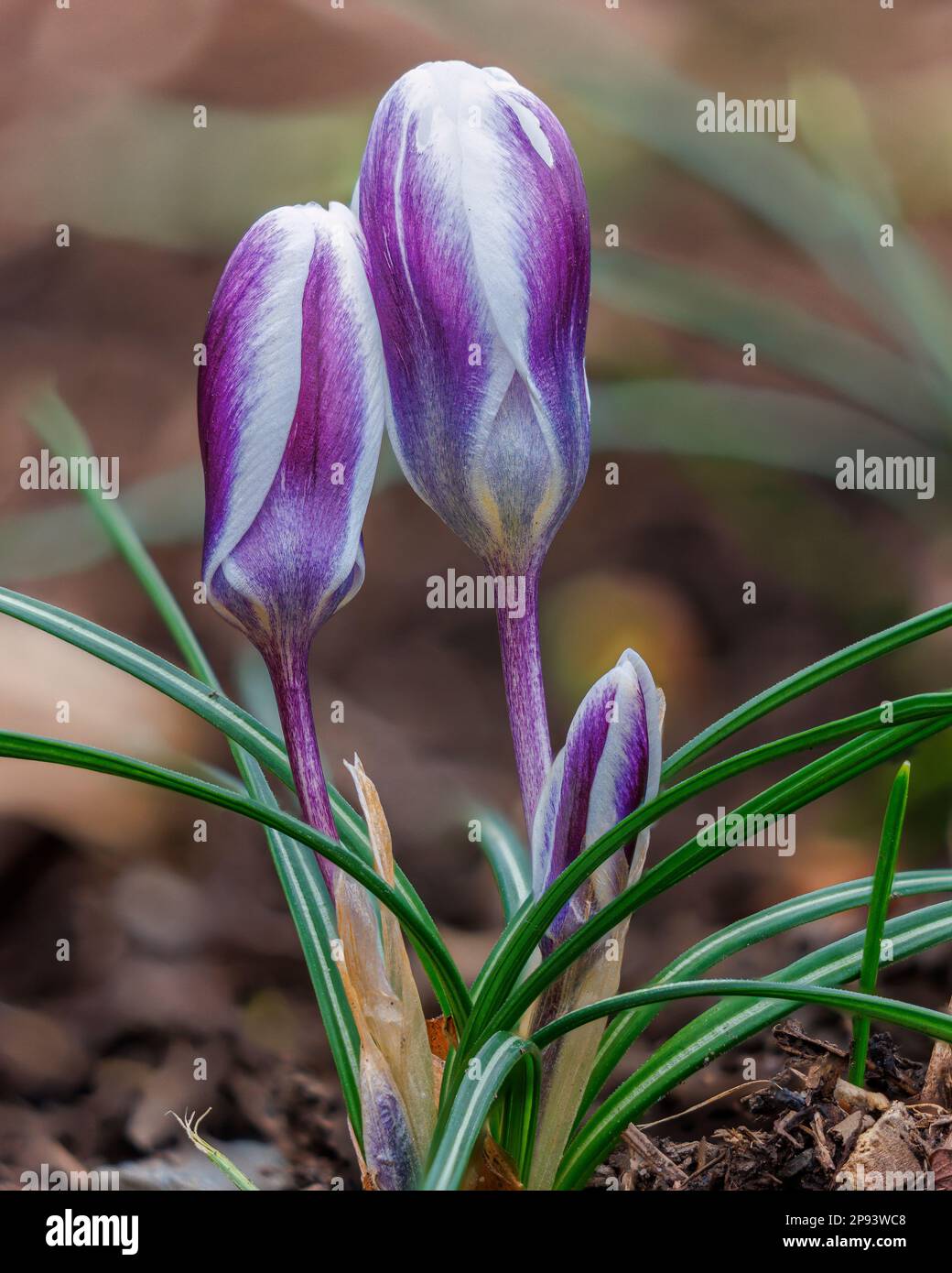 Crocus chrysanthus 'Blue Pearl' in Aberglasney Stockfoto