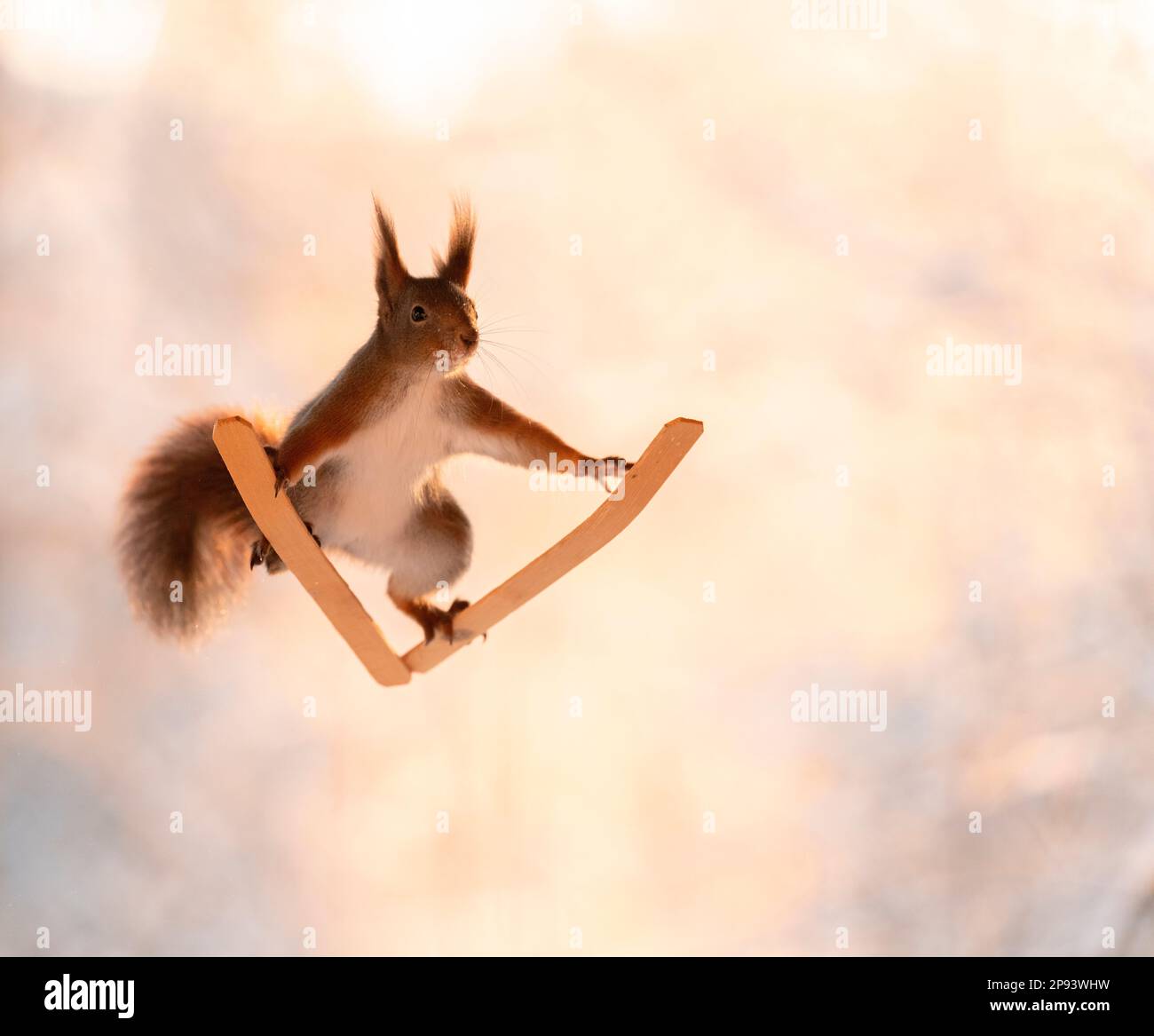 Rotes Eichhörnchen, das auf Skiern steht Stockfoto