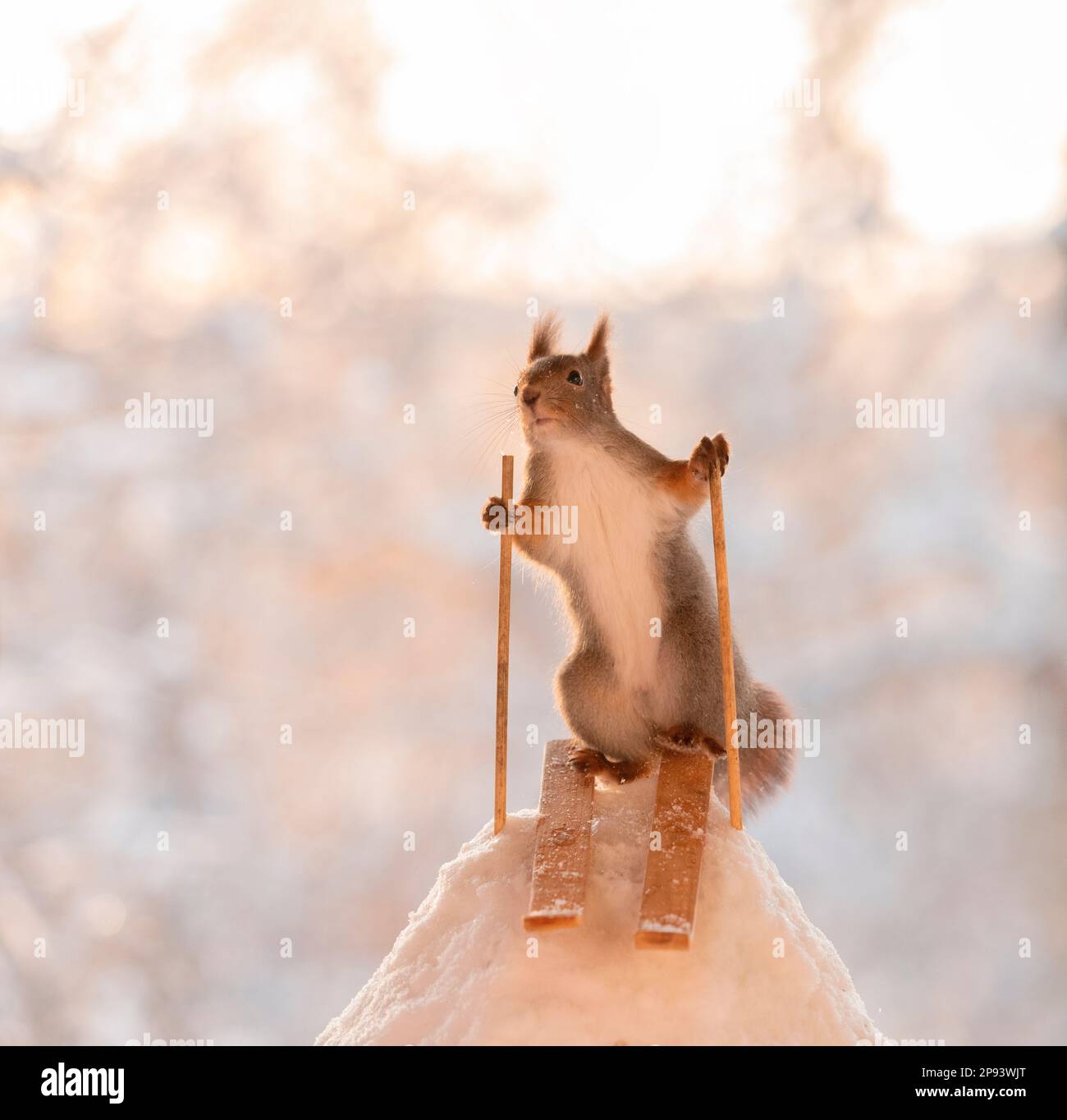 Rotes Eichhörnchen, das auf Skiern steht Stockfoto